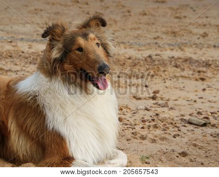 puppy collie on the beach pet friendly