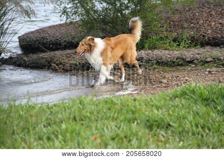 puppy collie on the beach pet friendly