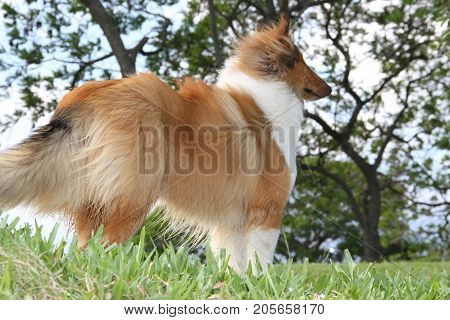 puppy collie on the beach pet friendly
