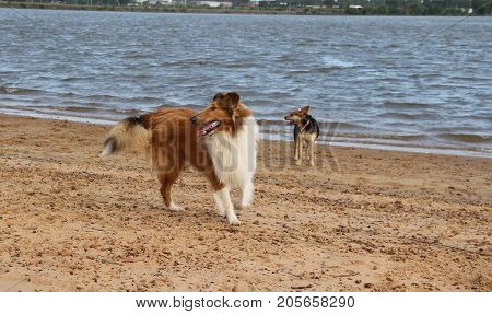 puppy collie on the beach pet friendly