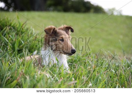 puppy collie on the beach pet friendly