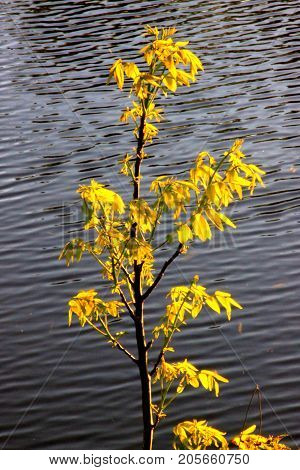 Branch with yellow leaves on water background