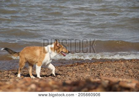 puppy collie on the beach pet friendly