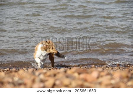 puppy collie on the beach pet friendly