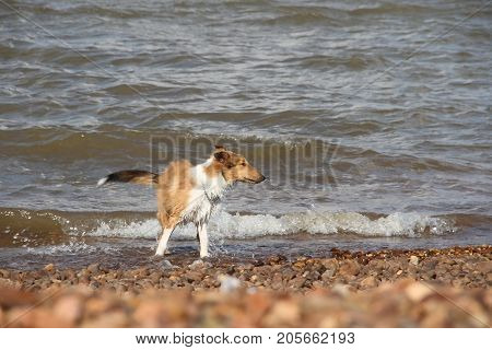 puppy collie on the beach pet friendly