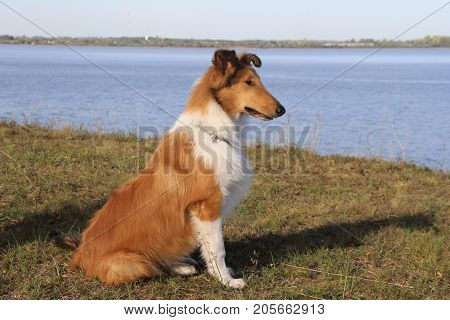puppy collie on the beach pet friendly