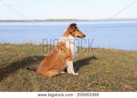 puppy collie on the beach pet friendly