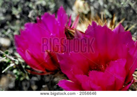 Magenta
