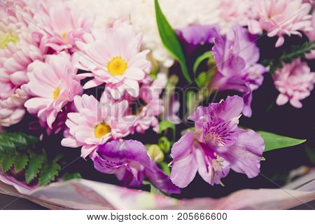 Purple And White Chrysanthemums And Asteria Bouquet Close-up