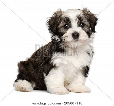 Cute silver sable havanese puppy dog is sitting and looking at camera isolated on white background