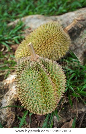 Durians