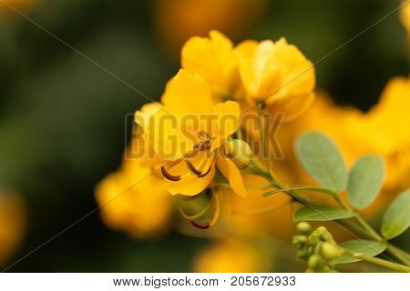 Buttercup Bush (senna Corymbosa)