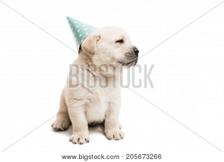 Puppy l abrador dog  isolated  on  white  background