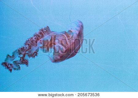 Black Sea Nettle Jellyfish Chrysaora Achlyos