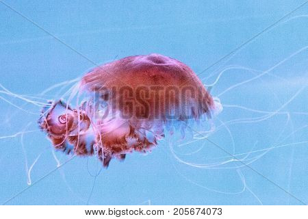 Black Sea Nettle Jellyfish Chrysaora Achlyos