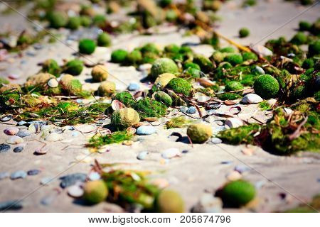 Aegagropila linnaei a kind of green algae from the cladophoraceae family on the sandy Black Sea beach Ukraine