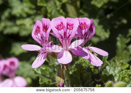 Pelargonium Quercifolium (oak-leaved Geranium)