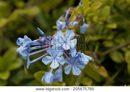 Flowers Of Blue Plumbago (plumbago Auriculata)