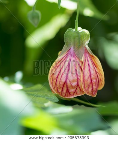 Abutilon Pictum Aka Red Vein Indian Mallow, Chinese Lantern