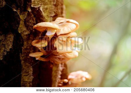 Photo macro close nameko mushroom plantations fall day