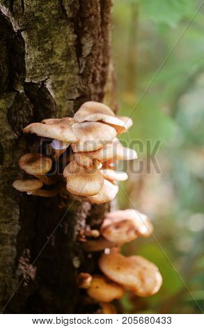 Photo macro close nameko mushroom plantations fall day