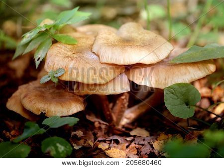 Photo macro close nameko mushroom plantations fall day