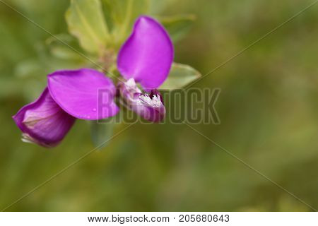 Flower Of A Myrtle Leaf Milkwort Bush