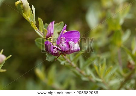 Flower Of A Myrtle Leaf Milkwort Bush