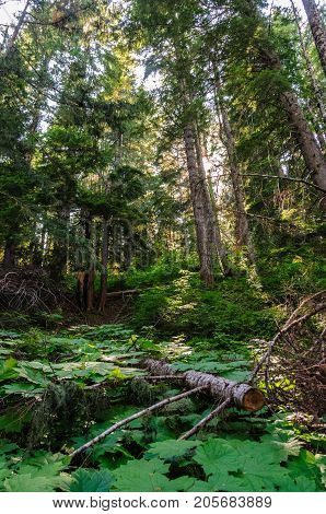 Forest scene near the Box Canyon Area in Mount Rainier National Park