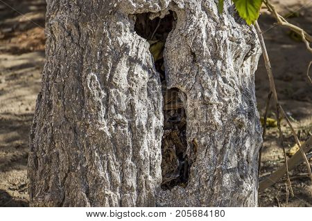 The old tree in the middle of the pit