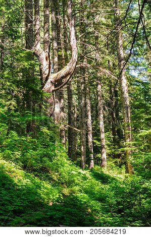 Forest scene near the Box Canyon Area in Mount Rainier National Park