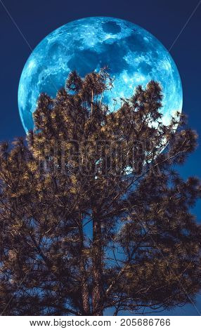 Supermoon. Landscape Of Sky And Full Moon With Moonlight Behind Pine Tree. Serenity Nature.