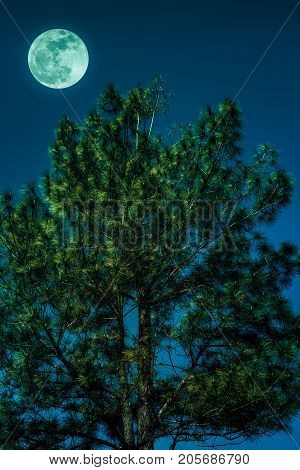 Landscape Of Sky And Full Moon With Moonlight Behind Pine Tree. Serenity Nature.