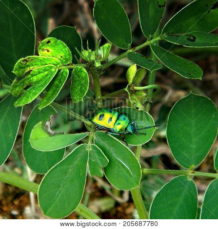 a green bug camouflaged by the leaves