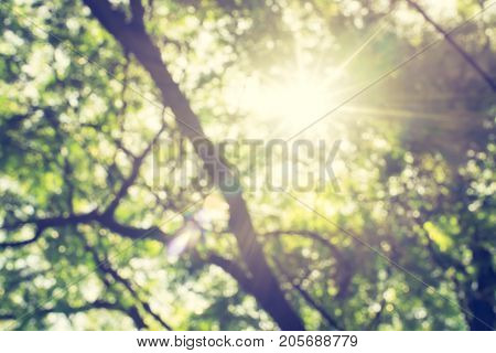 Blurred Background,looking At Sun Behind Branch Of Tree In Park,nature Concept,vintage Filter.