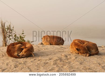 Three Orange Dogs Laying Down On The Sand. Yellow Dog Is The Chinese Zodiac Symbol Of The New Year 2