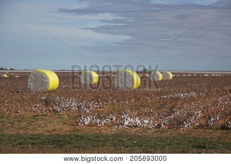 Round Bales of Cotton in West Texas Field at Harvest