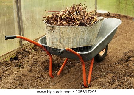 Closeup vintage wheelbarrow full of grass at spring garden background. Nature.