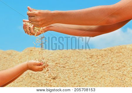 Happy child with mother on heap of plantation grains crop. Fresh rice seeds sifting through woman hand fingers. Agriculture cereal plants raw food ingredients. Products of Asian export background.