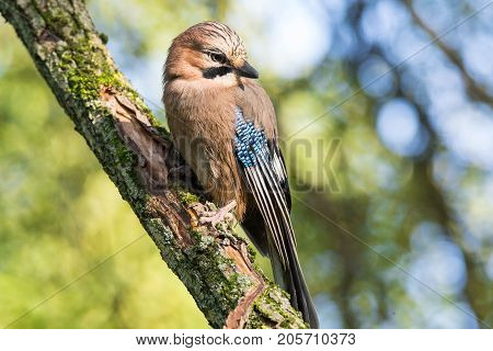 Garrulus glandarius on a branch park summer autumn