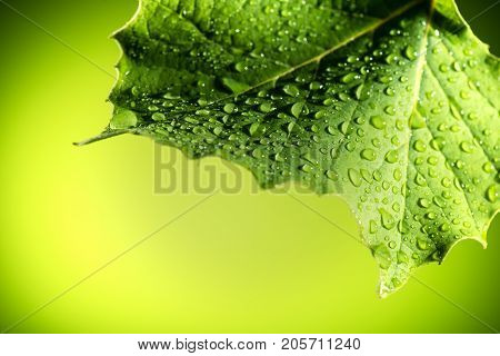 Leaf