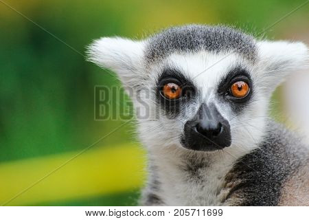Portrait lemur - popular world monkey from madagaskar