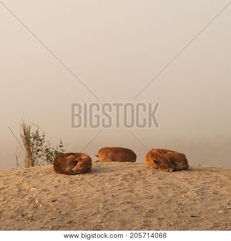 Three orange dogs laying down on the sand. Yellow Dog is the chinese zodiac symbol of the New Year 2018.