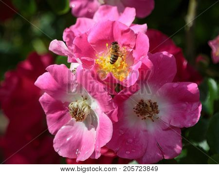 Bee On Pink Flower: Kirsten Klein Rose
