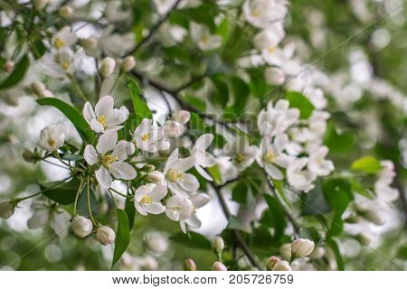 blossoming white flowers apple tree in spring