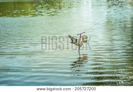 bird pigeon sits above the water near the feeding trough