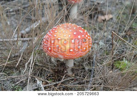 beautiful agaric toxic mushroom with bright red hat with white spots on grow in grass