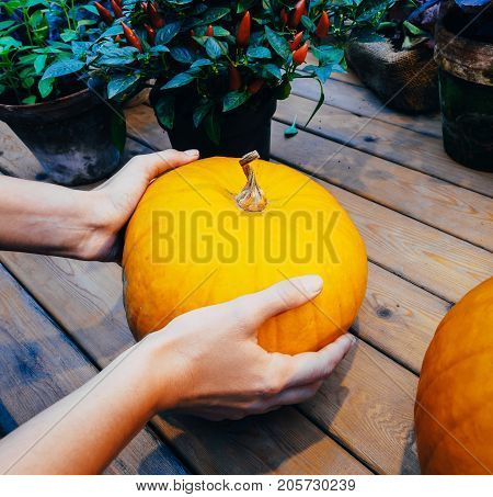 A woman chooses a pumpkin in the market. Orange pumpkin in the hands. Big pumpkin in woman hands. Yellow pumpkin holding hands. Beautiful big pumpkin
