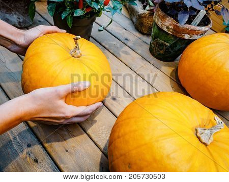 A woman chooses a pumpkin in the market. Orange pumpkin in the hands. Big pumpkin in woman hands. Yellow pumpkin holding hands. Beautiful big pumpkin