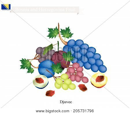 Bosnian Fruit, Plum and Grape. The Most Famous Fruits of Bosnia and Herzegovina.